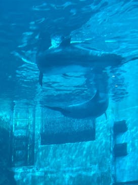 名古屋港水族館に投稿された画像（2023/3/28）