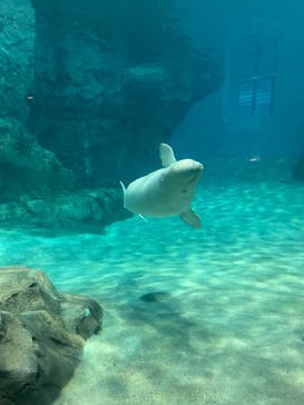 名古屋港水族館に投稿された画像（2023/3/28）