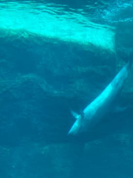 名古屋港水族館に投稿された画像（2023/3/28）