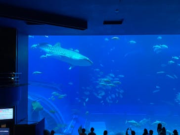 沖縄美ら海水族館に投稿された画像（2023/3/28）