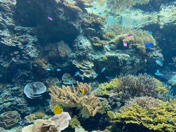 沖縄美ら海水族館に投稿された画像（2023/3/28）