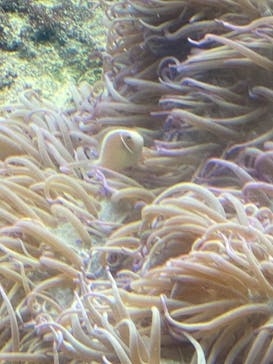 沖縄美ら海水族館に投稿された画像（2023/3/28）