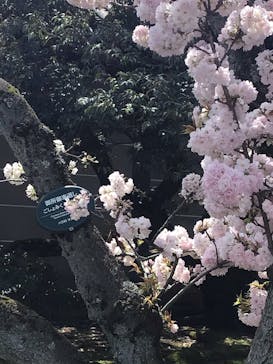 元離宮二条城に投稿された画像（2023/3/28）