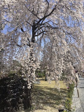 元離宮二条城に投稿された画像（2023/3/28）