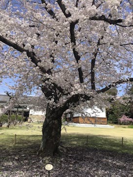 元離宮二条城に投稿された画像（2023/3/28）