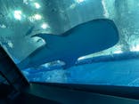 沖縄美ら海水族館に投稿された画像（2023/3/28）
