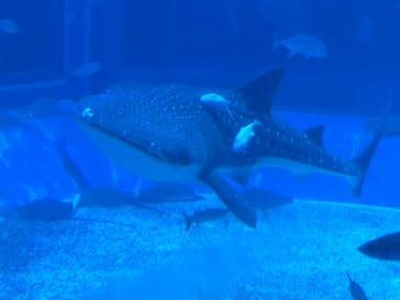 沖縄美ら海水族館に投稿された画像（2023/3/28）