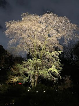 六義園に投稿された画像（2023/3/28）