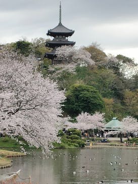 三溪園に投稿された画像（2023/3/28）