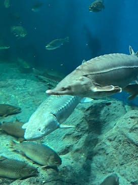 サケのふるさと 千歳水族館に投稿された画像（2023/3/28）