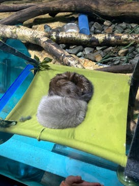 サケのふるさと 千歳水族館に投稿された画像（2023/3/28）