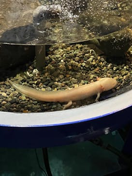 サケのふるさと 千歳水族館に投稿された画像（2023/3/28）