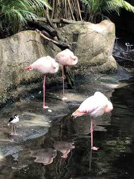 那須どうぶつ王国に投稿された画像（2023/3/28）