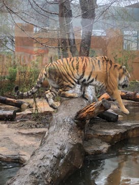 那須どうぶつ王国に投稿された画像（2023/3/28）