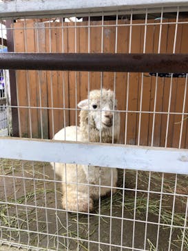 那須どうぶつ王国に投稿された画像（2023/3/28）