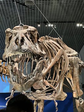 特別展「恐竜博2023」に投稿された画像（2023/3/28）