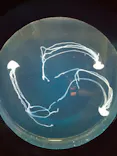 仙台うみの杜水族館に投稿された画像（2023/3/28）