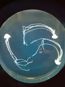 仙台うみの杜水族館に投稿された画像（2023/3/28）