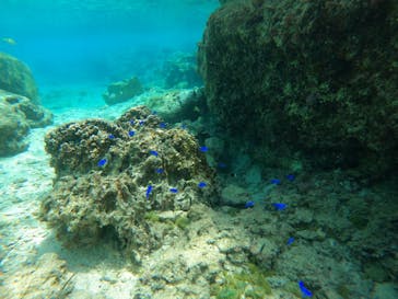 沖縄マリンサービス碧に投稿された画像（2023/3/28）