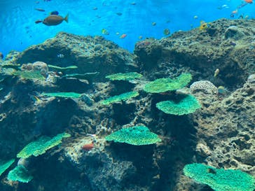 アクアワールド茨城県大洗水族館に投稿された画像（2023/3/28）