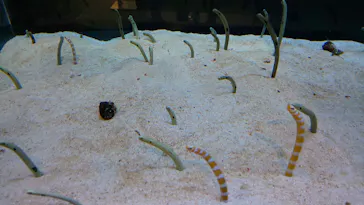 すみだ水族館に投稿された画像（2023/3/28）