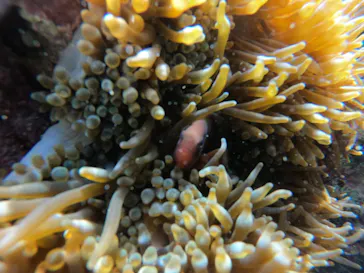 武藤潜水に投稿された画像（2023/3/28）