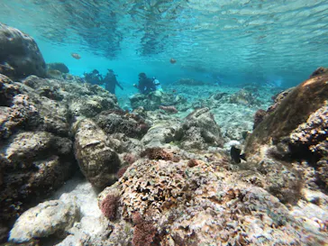 武藤潜水に投稿された画像（2023/3/28）