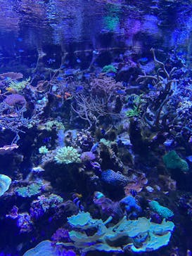 名古屋港水族館に投稿された画像（2023/3/28）