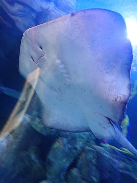 しながわ水族館に投稿された画像（2023/3/28）