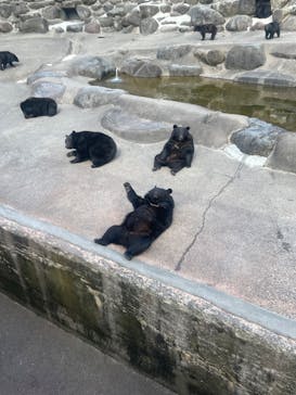 奥飛騨クマ牧場に投稿された画像（2023/3/28）