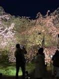 『NAKED FLOWERS 2023 桜 世界遺産・二条城』に投稿された画像（2023/3/28）