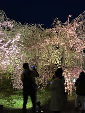 『NAKED FLOWERS 2023 桜 世界遺産・二条城』に投稿された画像（2023/3/28）