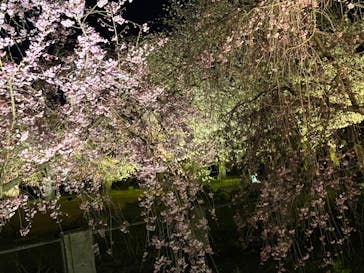 『NAKED FLOWERS 2023 桜 世界遺産・二条城』に投稿された画像（2023/3/28）