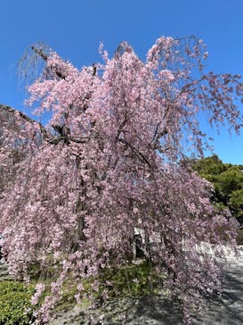 元離宮二条城に投稿された画像（2023/3/28）