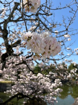 元離宮二条城に投稿された画像（2023/3/28）