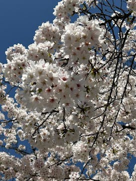 元離宮二条城に投稿された画像（2023/3/28）