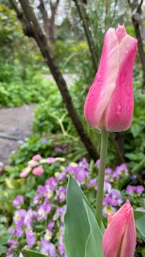 横浜イングリッシュガーデンに投稿された画像（2023/3/28）