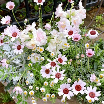 横浜イングリッシュガーデンに投稿された画像（2023/3/28）