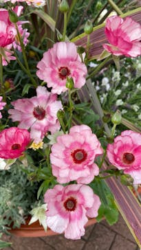 横浜イングリッシュガーデンに投稿された画像（2023/3/28）