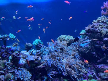 サンシャイン水族館に投稿された画像（2023/3/28）