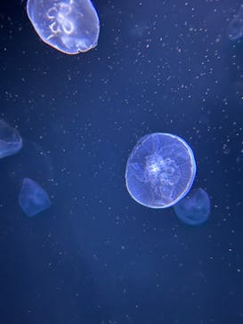 サンシャイン水族館に投稿された画像（2023/3/28）