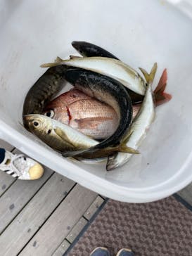 環境水族館アクアマリンふくしまに投稿された画像（2023/3/28）