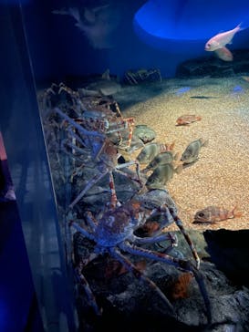 アクアワールド茨城県大洗水族館に投稿された画像（2023/3/28）