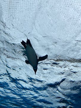 サンシャイン水族館に投稿された画像（2023/3/28）