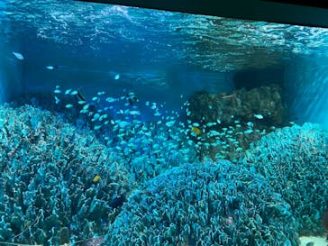 サンシャイン水族館に投稿された画像（2023/3/28）