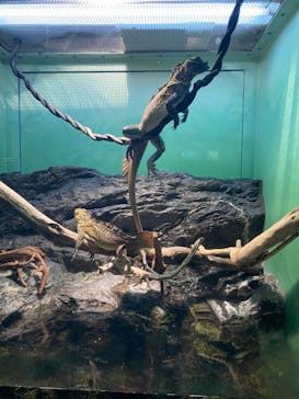 サンシャイン水族館に投稿された画像（2023/3/28）