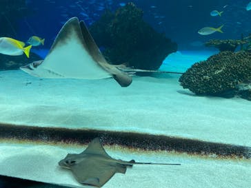 サンシャイン水族館に投稿された画像（2023/3/28）