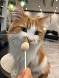 猫カフェモカ　アルシェ大宮店に投稿された画像（2023/3/28）