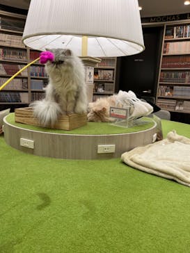 猫カフェモカ　アルシェ大宮店に投稿された画像（2023/3/28）