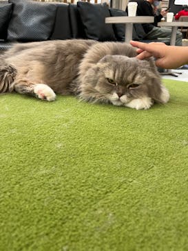 猫カフェモカ　アルシェ大宮店に投稿された画像（2023/3/28）